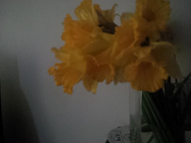 Daffodils Z10