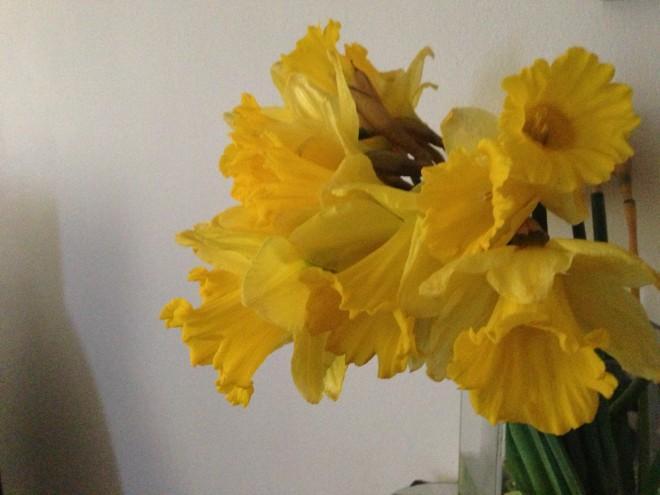 Daffodils iPhone 5